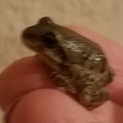Pseudacris streckeri
