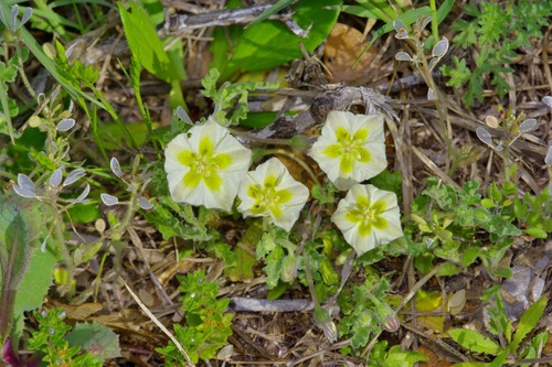 Image of Chamaesaracha sordida by (c) Michelle W. （鍾偉瑋）, some rights reserved (CC BY)