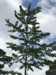 Ginkgoopsida