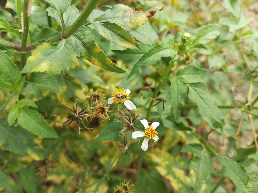 Sauter's Armoured-Resin bee from 1024, Santo Domingo, Cainta, 1900 ...