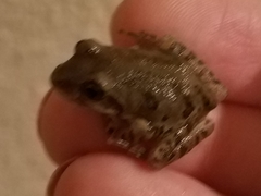 Pseudacris streckeri