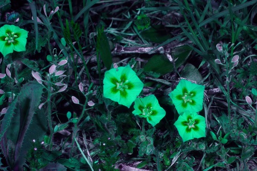 Image of Chamaesaracha sordida by (c) Michelle W. （鍾偉瑋）, some rights reserved (CC BY)