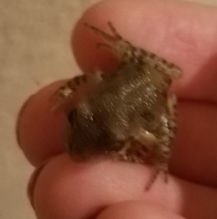 Pseudacris streckeri