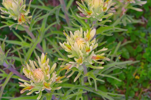 Image of Lemon Paintbrush (Castilleja citrina) by (c) Michelle W. （鍾偉瑋）, some rights reserved (CC BY)
