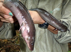 Amphiuma tridactylum