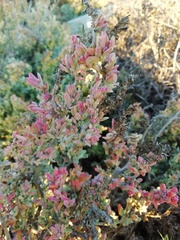 Exomis microphylla