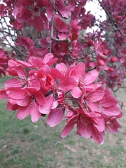Malus purpurea