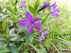 Vinca herbacea