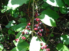 Trichostigma octandrum