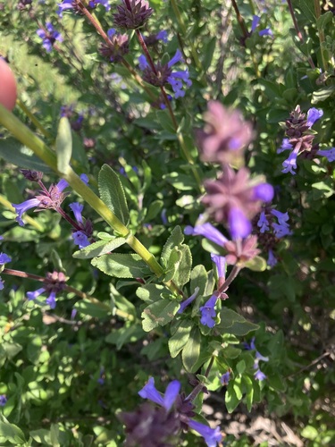 Image of Salvia munzii by (c) Jess Mullins, some rights reserved (CC BY)