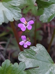 Geranium lucidum