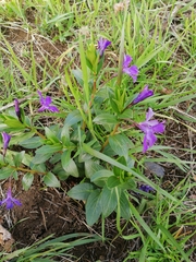 Vinca herbacea