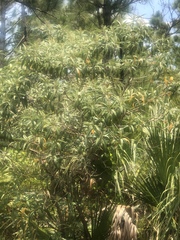 Miconia bicolor
