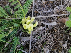 Oxytropis campestris