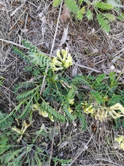Oxytropis campestris