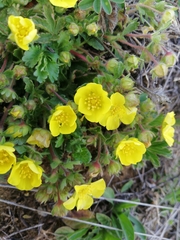 Potentilla verna