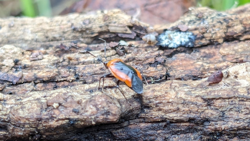 Wild Onion Mirid
