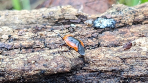 Wild Onion Mirid