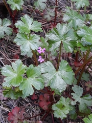 Geranium lucidum