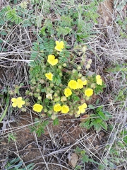 Potentilla verna