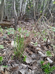 Poa nemoralis