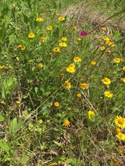 Tetraneuris linearifolia