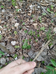 Poa nemoralis