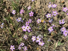 Leptosiphon ambiguus