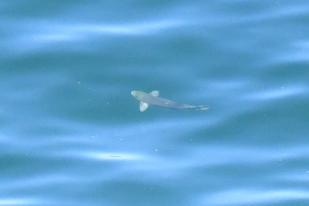 Rudderfish