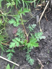 Geum vernum