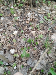 Poa nemoralis