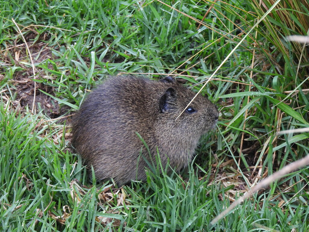 Montane Guinea Pig from Puno, Perú on March 7, 2024 at 07:24 AM by ...