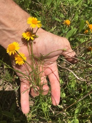 Tetraneuris linearifolia