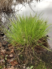 Carex communis