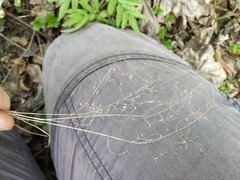 Poa nemoralis