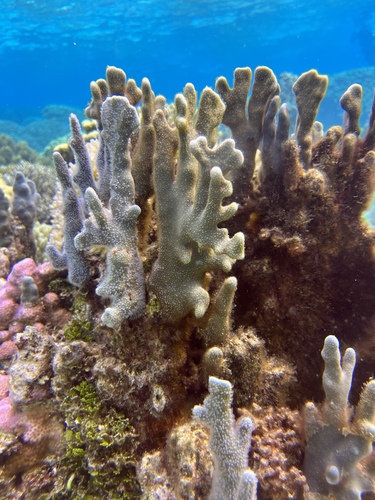 Photo of Blue coral (Heliopora coerulea)