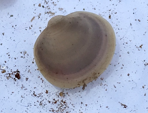 Swamp Fingernailclam