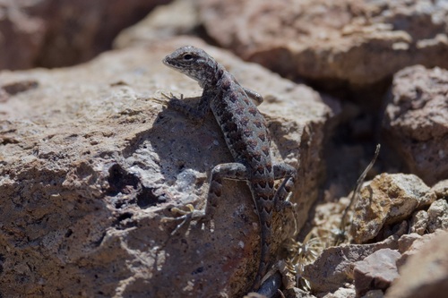 Elegant Earless Lizard