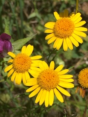 Tetraneuris linearifolia