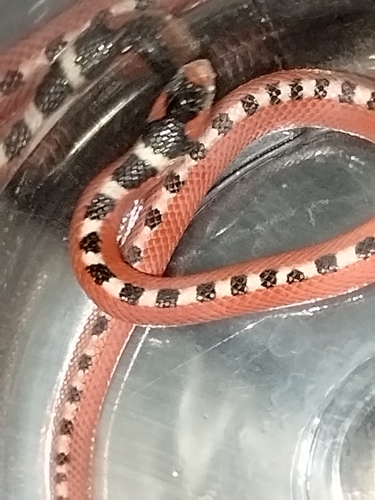 Thornscrub Hook-nosed Snake