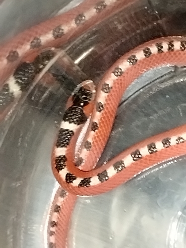 Thornscrub Hook-nosed Snake