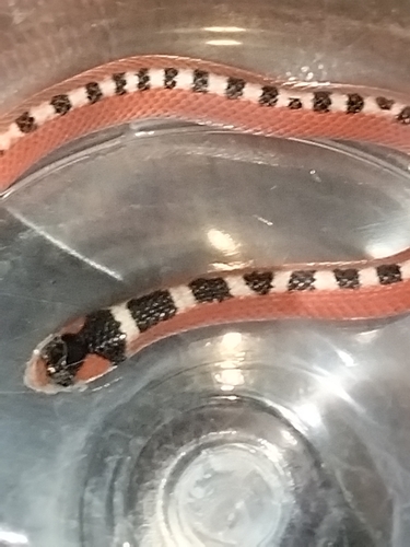 Thornscrub Hook-nosed Snake