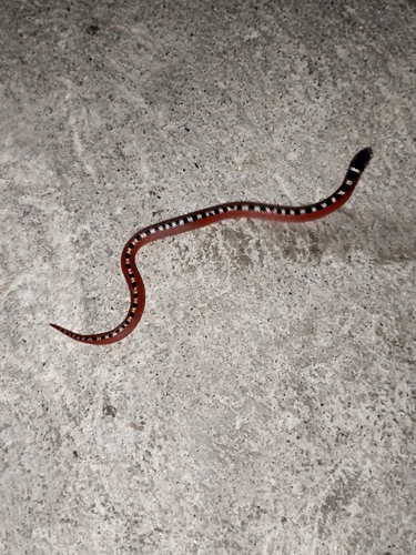 Thornscrub Hook-nosed Snake