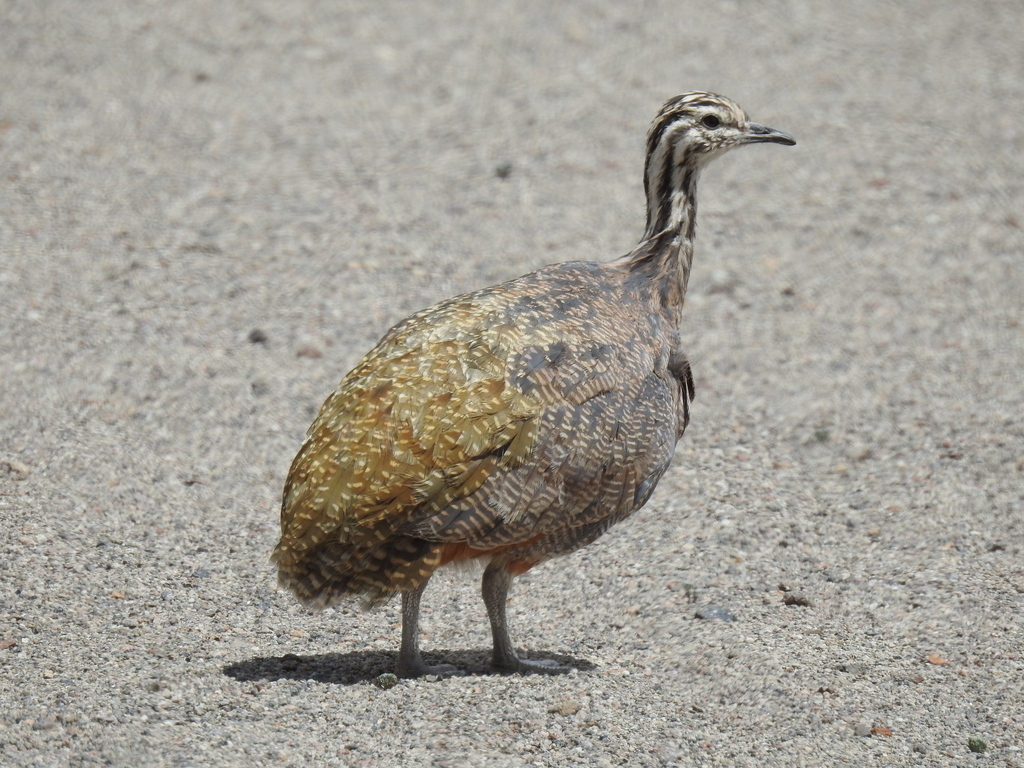 Puna Tinamou from Mariscal Nieto, Perú on February 25, 2021 at 10:24 AM ...