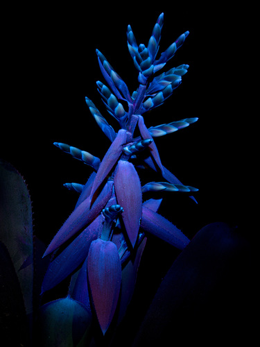 Aechmea retusa (Aechmea retusa)
