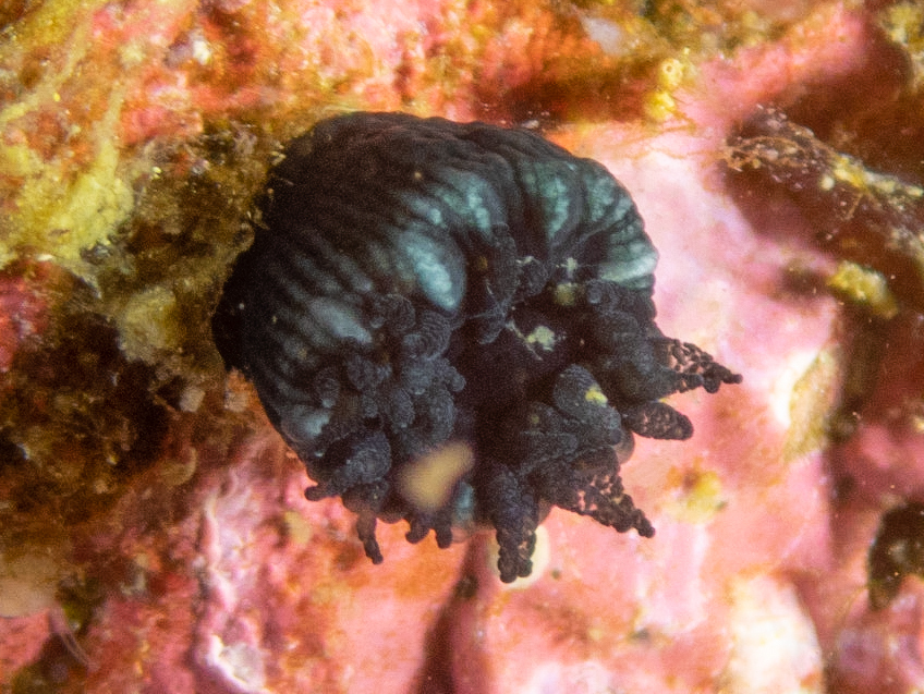 Ceratotrochus