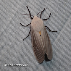 Creatonotos transiens vacillans
