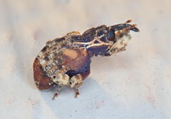 Conotrachelus anaglypticus