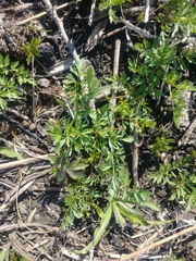 Perideridia americana