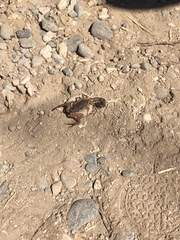 Centruroides edwardsii